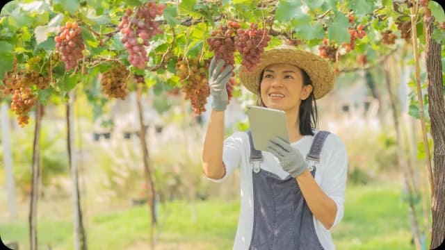 Agricultora usando o tablet em meio ao vinhedo